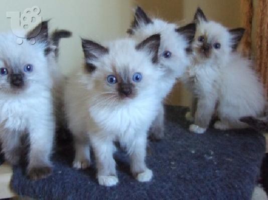 PoulaTo: Γατάκια 9 Wks παλιά! Καν. γατάκια ragdoll, 5 Γενεαλογικό γενιάς