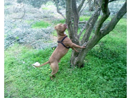 american pitbull red Πίτμπουλ Πίτμπουλ
