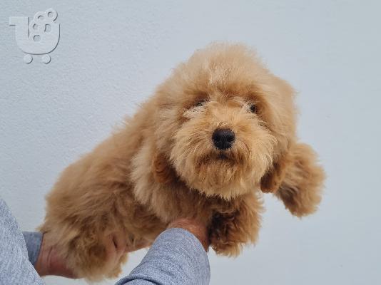 PoulaTo: Maltipoo