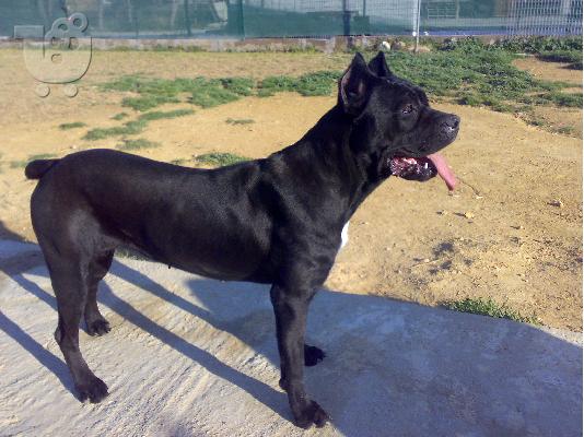 Γέννα Cane Corso. Πωλούνται κουτάβια