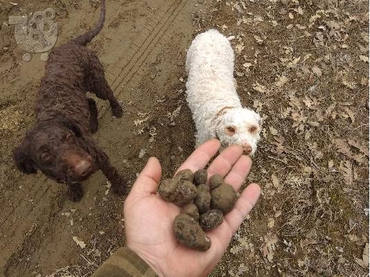 τρουφόσκυλο lagotto