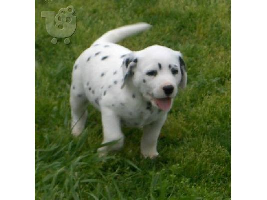 κουτάβια Δαλματίας  Dalmatian /200 EURO