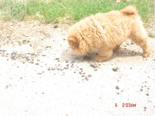chow chow