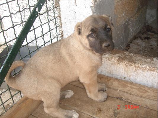 turkish kangal