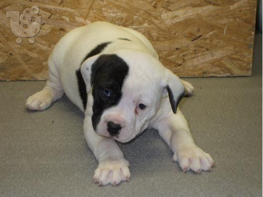 PoulaTo: AMERICAN BULLDOGS Μπουλντόγκ