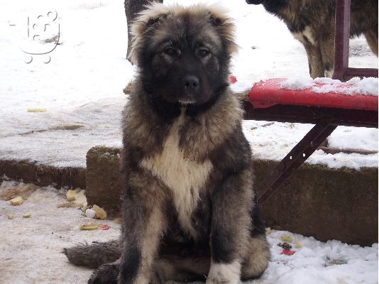 Kennel "Duchman" sale male Caucasian Shepherd 