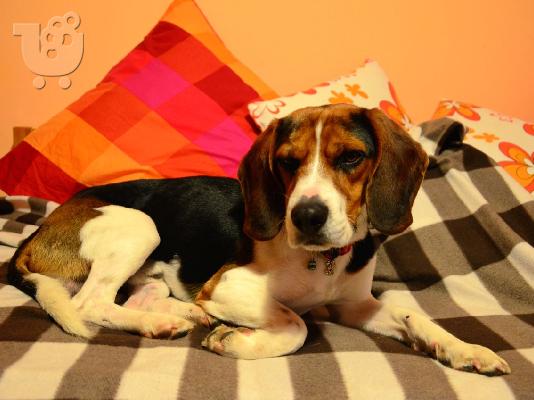 PoulaTo: ΧΑΡΙΖΕΤΑΙ BEAGLE