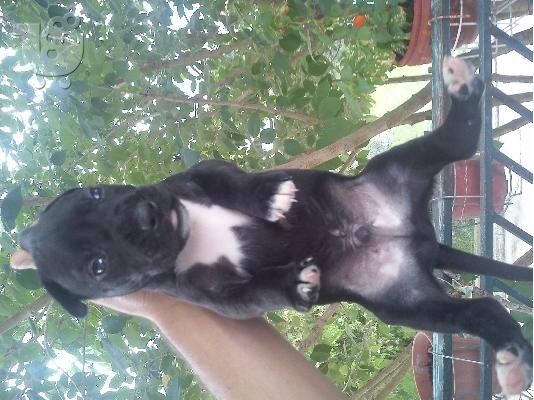 pit bull me dogo argentino