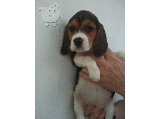 PoulaTo: BEAGLE KOYTABAKI