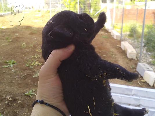 Χαρίζονται ημίαιμα Λαμπραντόρ κουταβάκια