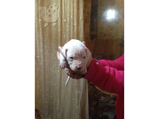 pitbull