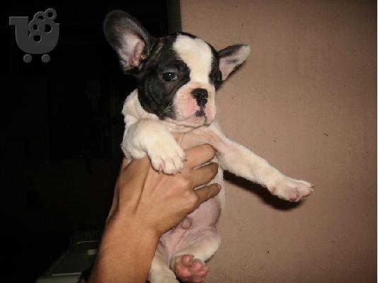 FRENCH BULLDOG - ΓΑΛΛΙΚΟ ΜΠΟΥΛΝΤΟΓΚ Μπουλντόγκ