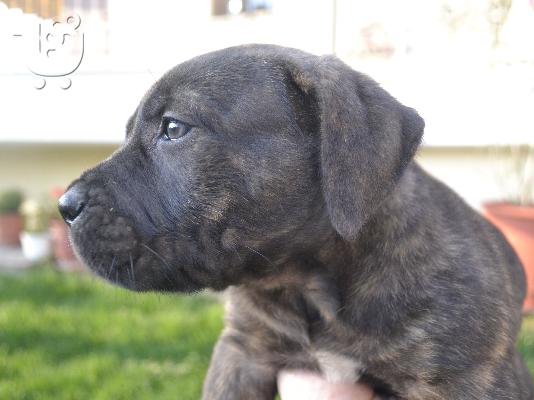Perro De Presa / Dogo Canario