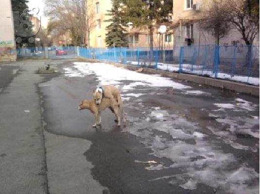 Pitt bull  καθαροαιμα