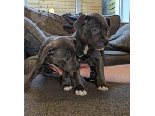 PoulaTo: Κουτάβια Staffordshire Bull Terrier για σπίτι.