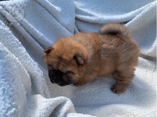 Διαθέσιμα κουτάβια Chow Chow έτοιμα προς πώληση.