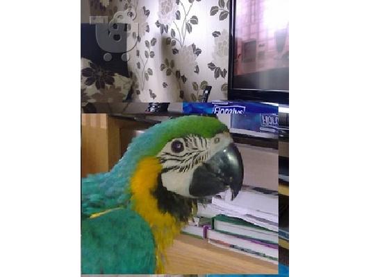 PoulaTo: Χειροποίητα μωρά Macaws!