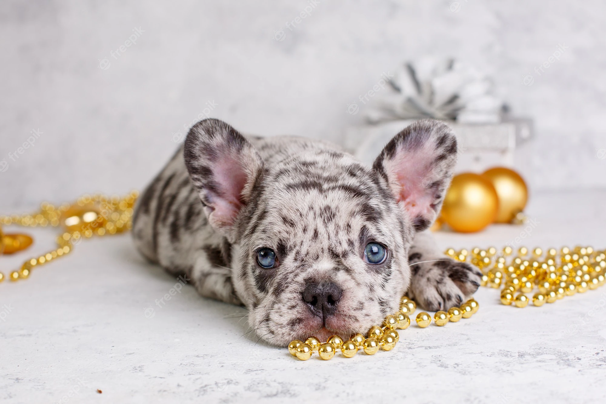 PoulaTo: French bulldog merle