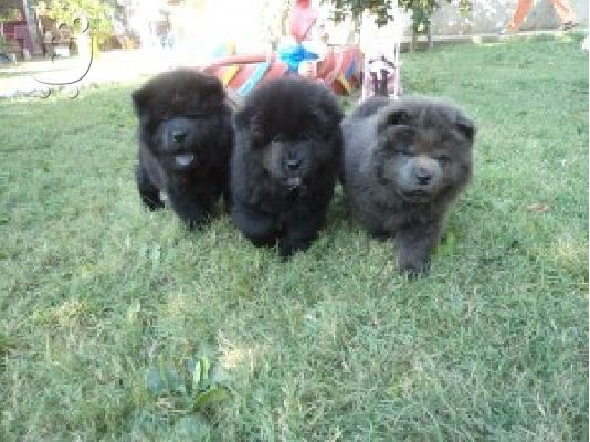 CHOW CHOW