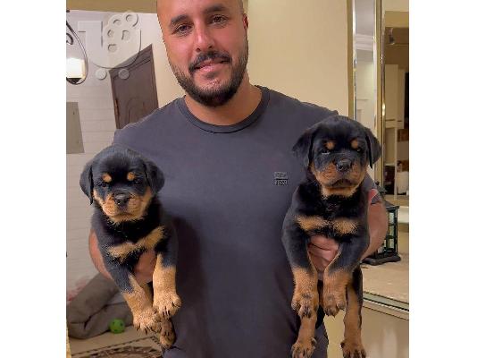 PoulaTo: Rottweiler puppies for sale