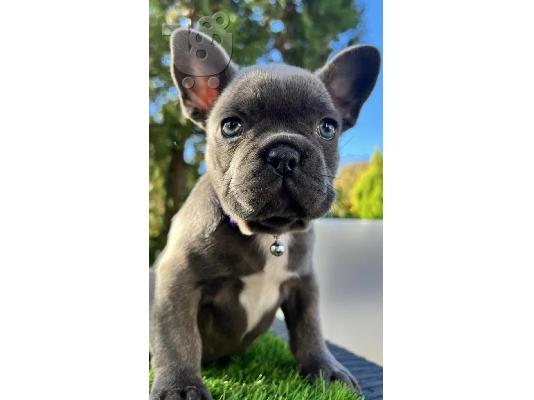 French bulldog Blue