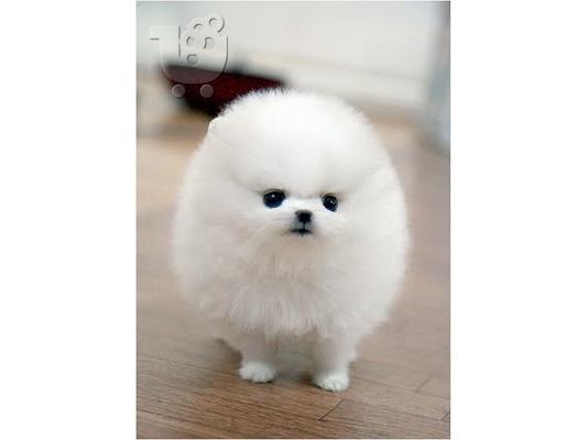 pomeranian