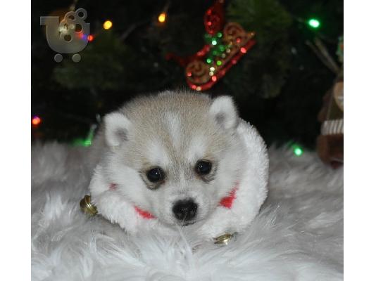 Διατίθενται όμορφα κουτάβια Pomsky.
