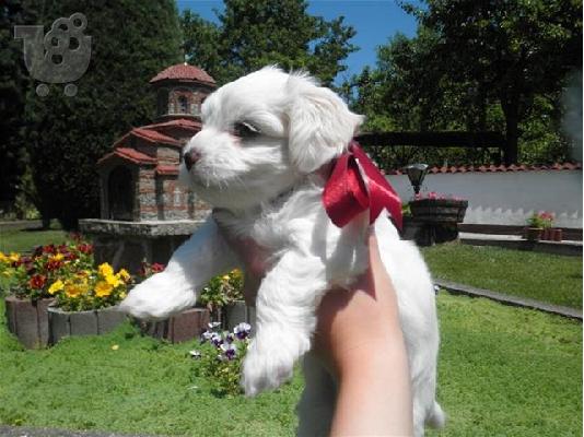 Maltese mini / Μαλτεζ μινι ΚΡΗΤΗ /6979314054