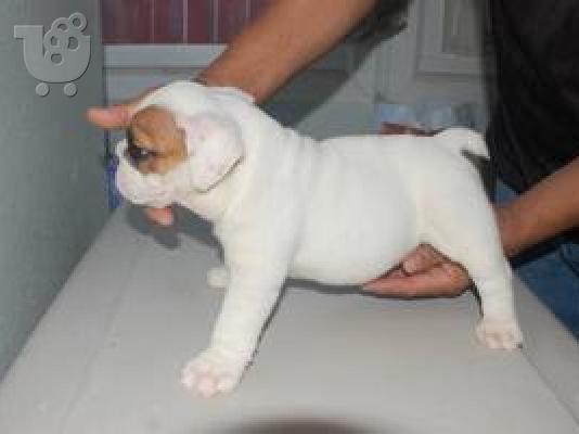 PoulaTo: englishbulldog for rehoming