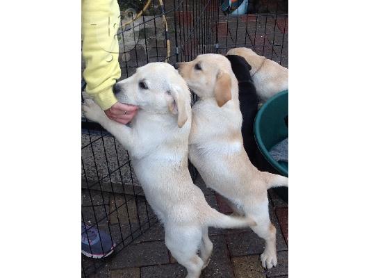 PoulaTo: Labrador retreiver Κουτάβια