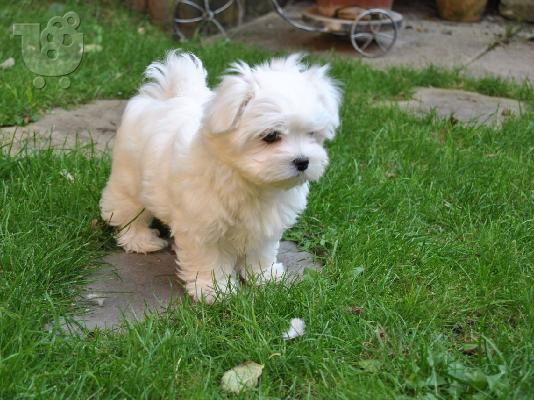 PoulaTo: πωλουνται MALTESE super mini
