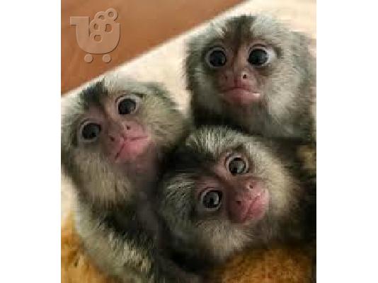 PoulaTo: υπέροχο marmoset για 260 €