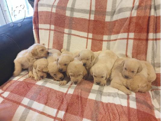 Labrador Puppies