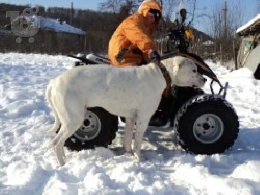 Dogo Argentino 