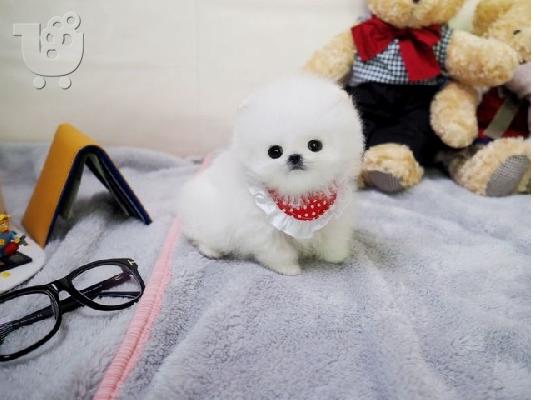 PoulaTo: Σπιτς μινι / pomeranian mini