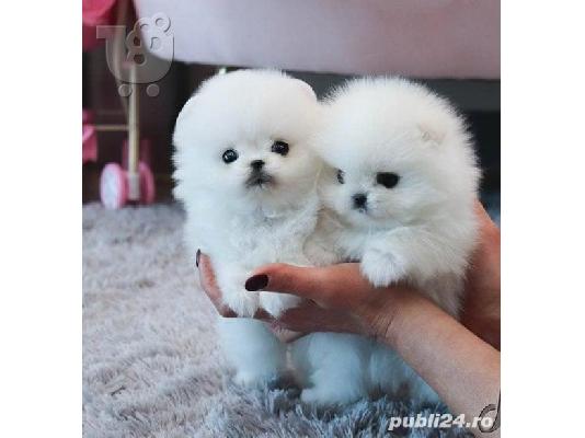 PoulaTo: Καταπληκτικά κουτάβια από Pomeranian!