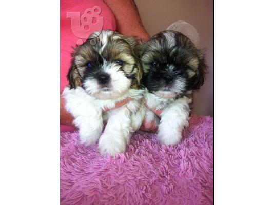 PoulaTo: shih tzu  κουτάβια