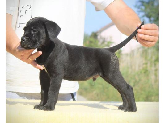 Cane Corso κουτάβια
