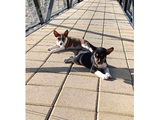 Basenji κουτάβια προς πώληση