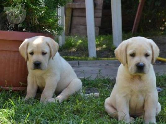PoulaTo: LABRADOR