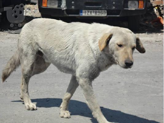 ΟΔΥΣΣΕΑΣ,ΗΜΙΑΙΜΟ ΛΑΜΠΡΑΝΤΟΡ ΑΡ ΠΡΩΤ 4247/02