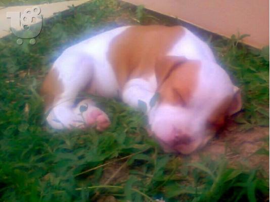 american pit bull terrier
