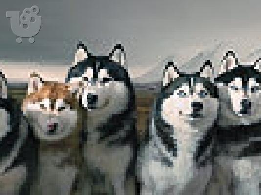 Siberian Xaski