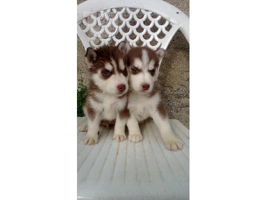 PoulaTo: husky καφε και μαυρα