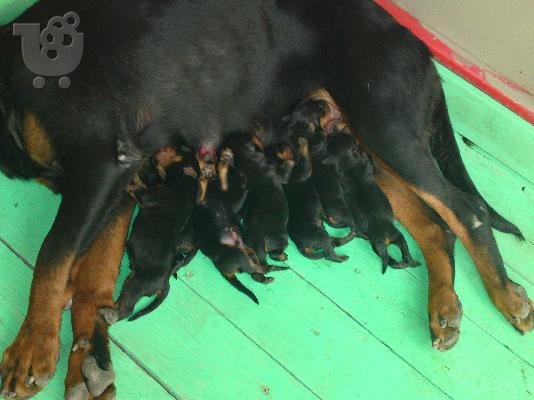 πωλουνται κουταβια rottweiler
