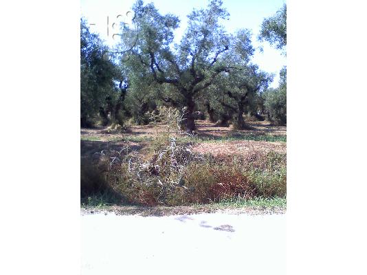 Oικοπεδο 3500τμ. Ζακυνθο-Αγιος Κηρυκας