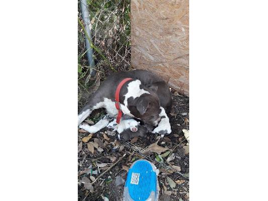 Πωλούνται κουτάβια Pitbull Blue nose