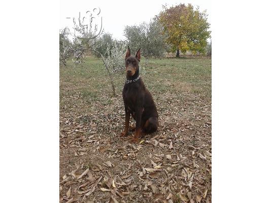 PoulaTo: πωλουνται καθαροαιμα κουταβια doberman