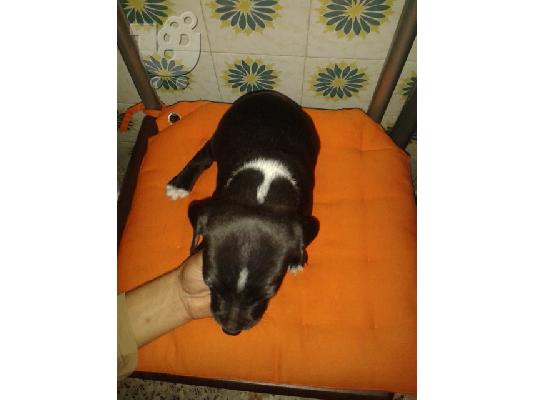 pit bull america staf blue/red nose