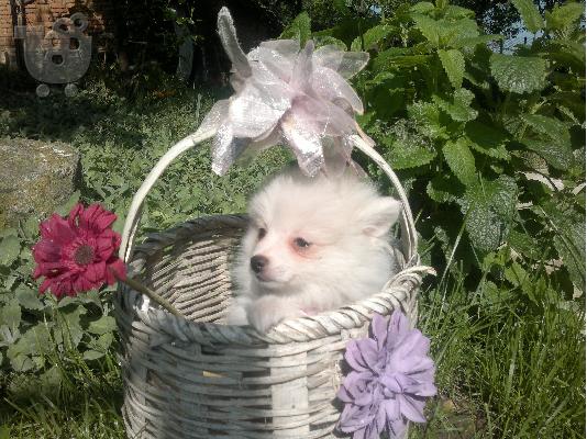 mini spitz